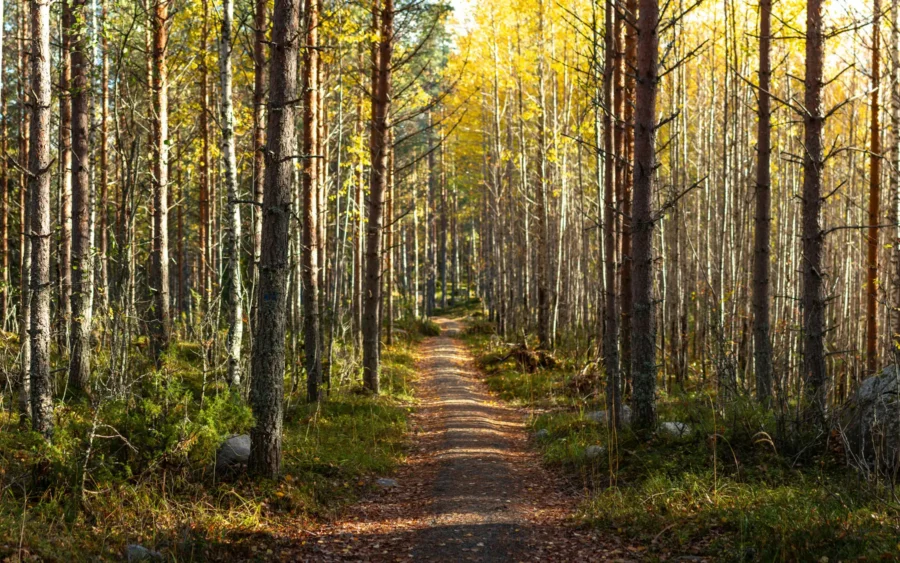 Sonniger Waldweg als Symbol für Vorsorge und Abschied in Bochum